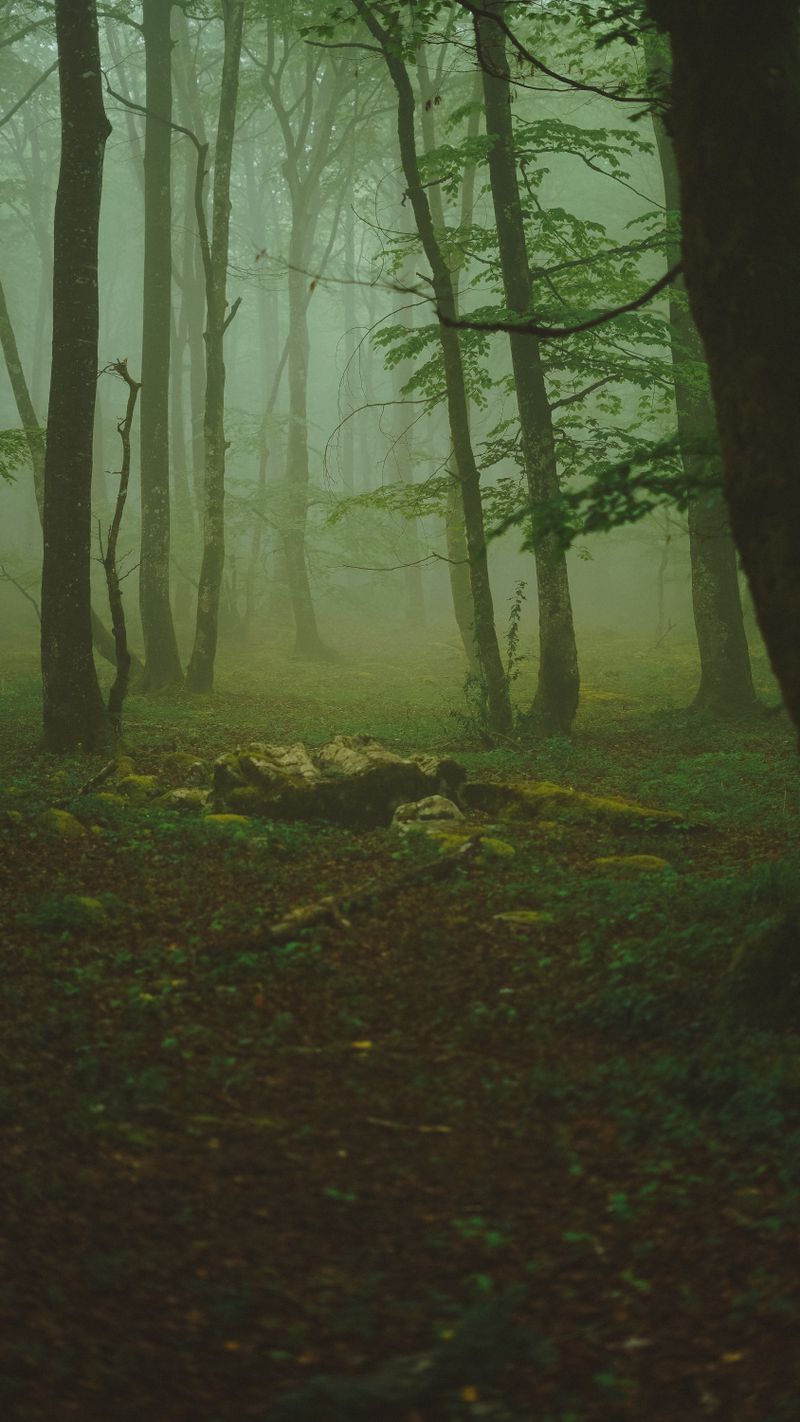 Montaña y bosques